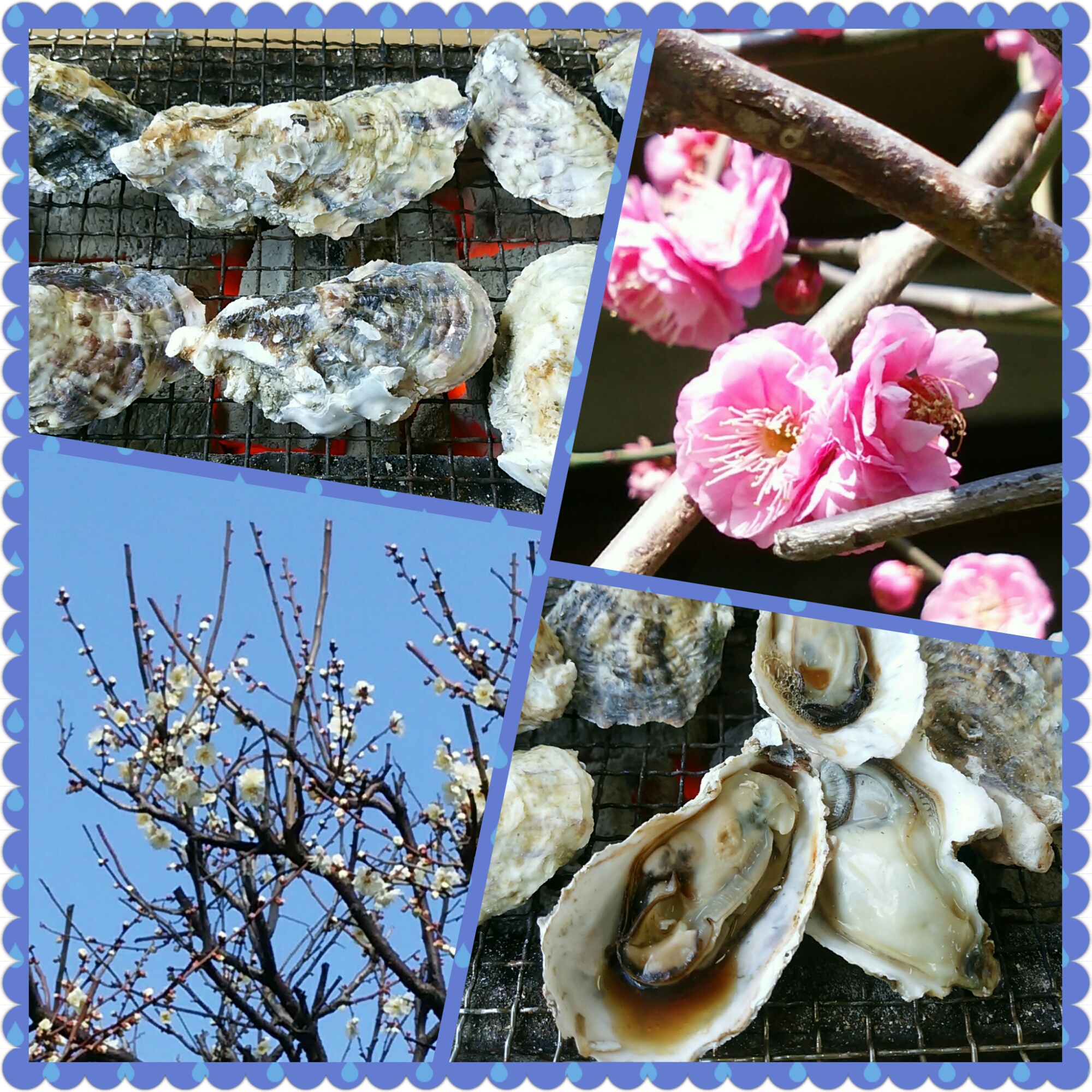 今が旬!!　牡蠣を堪能～♪　ついでにキレイに咲く梅の花♪